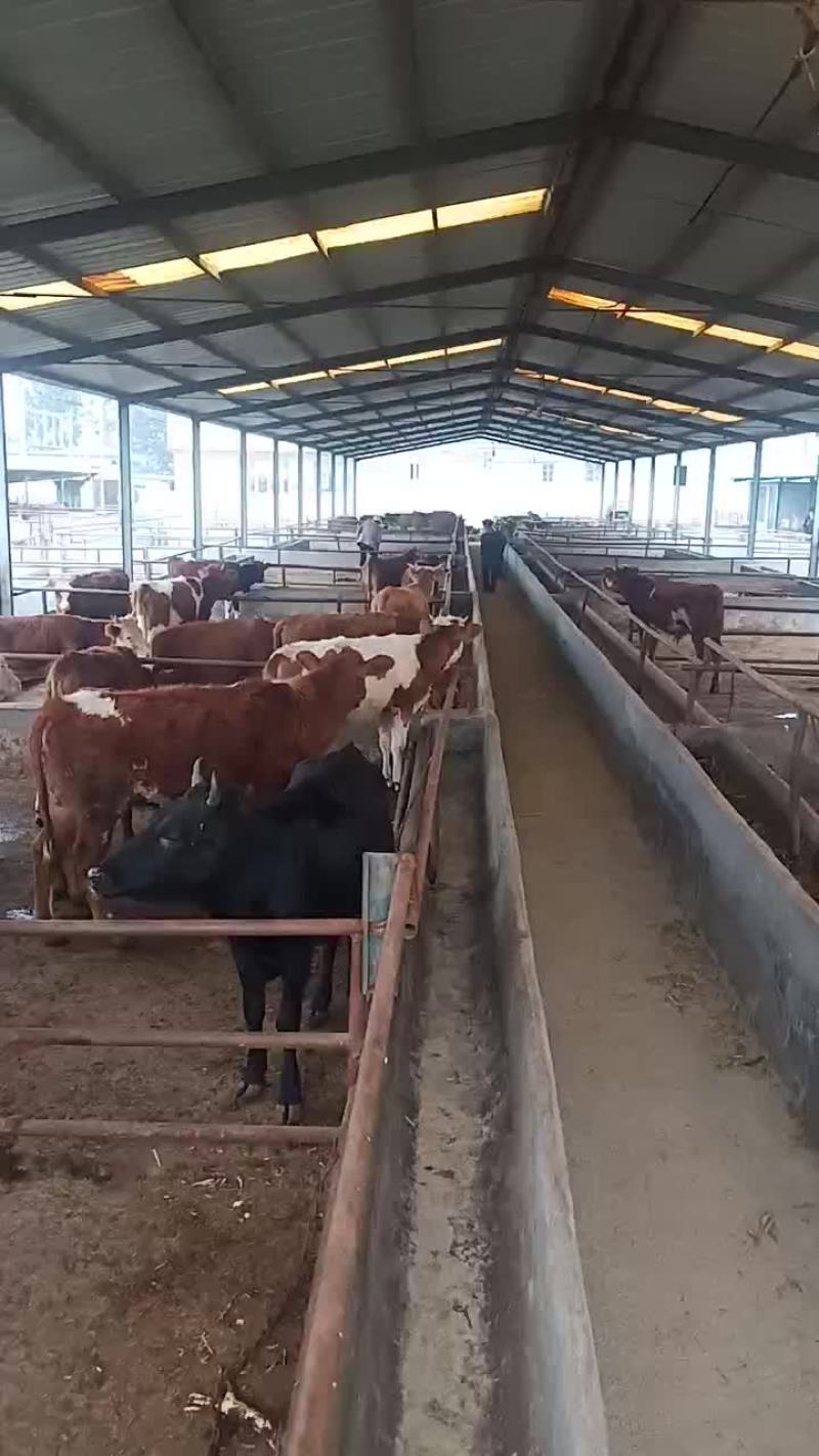 鲁西黄牛湖南西门塔尔牛黄牛犊包成活免费运输