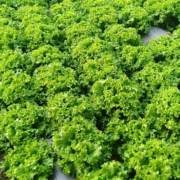 精品生菜大量上市质量完美有一流的团队