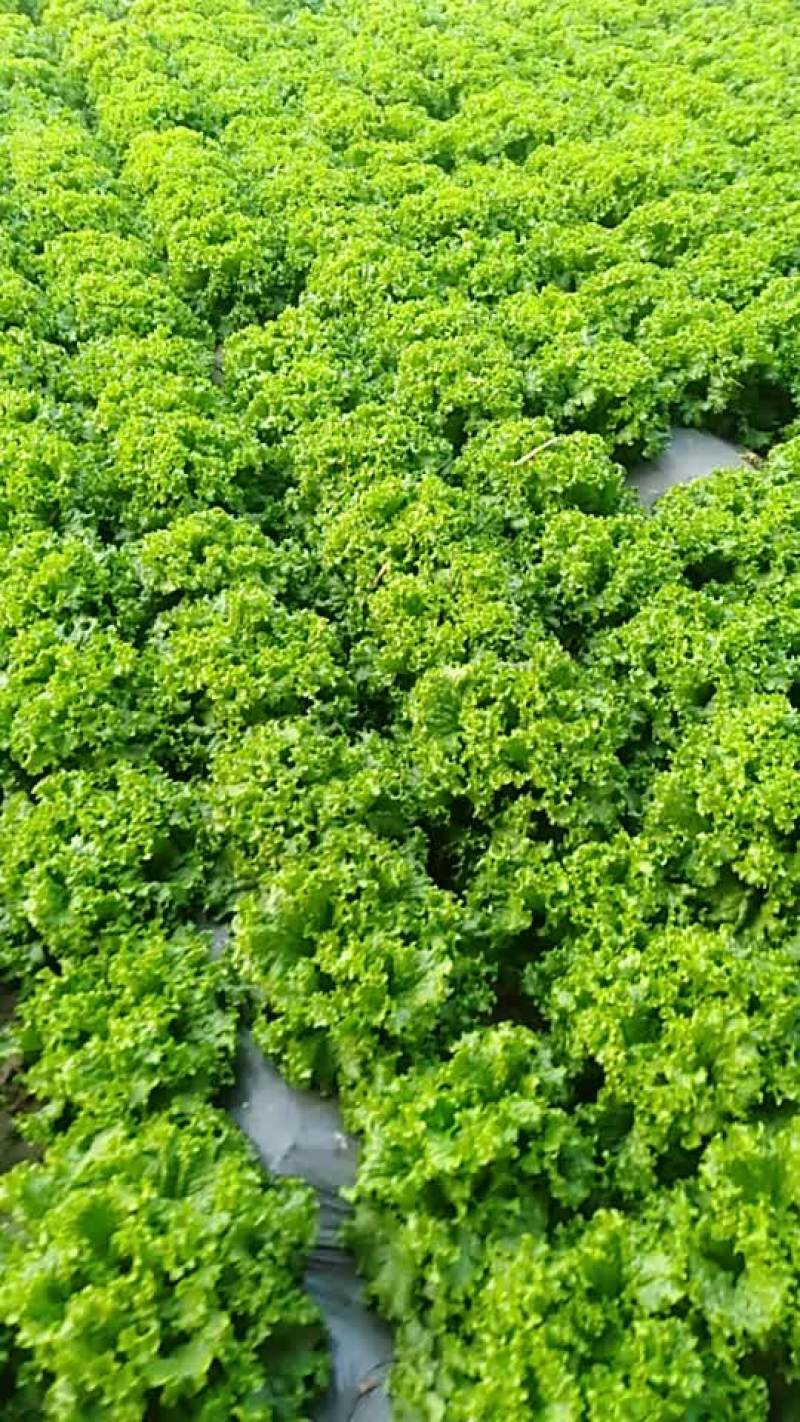 精品生菜大量上市质量完美有一流的团队