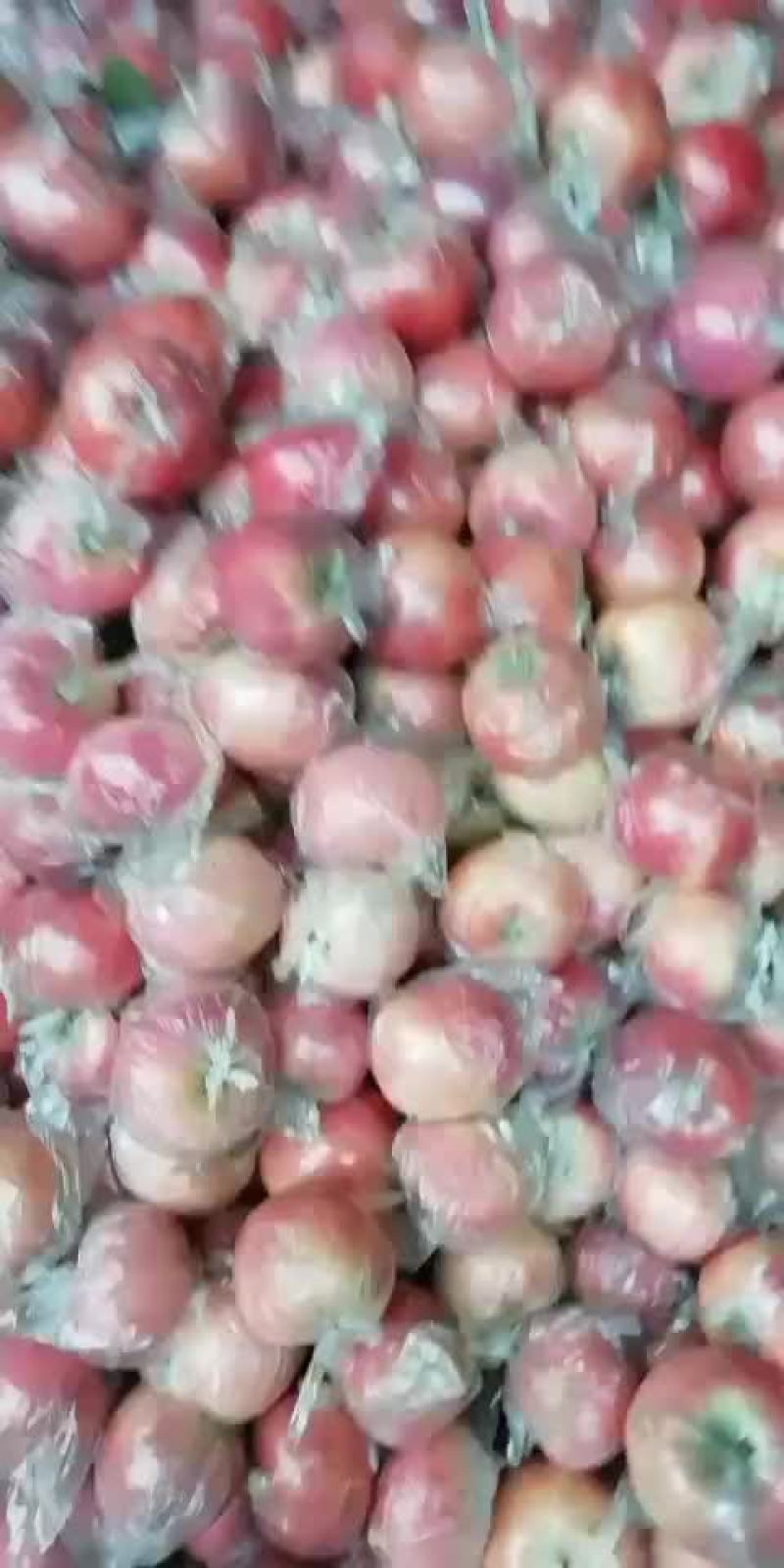 斗南，纸加膜富士
