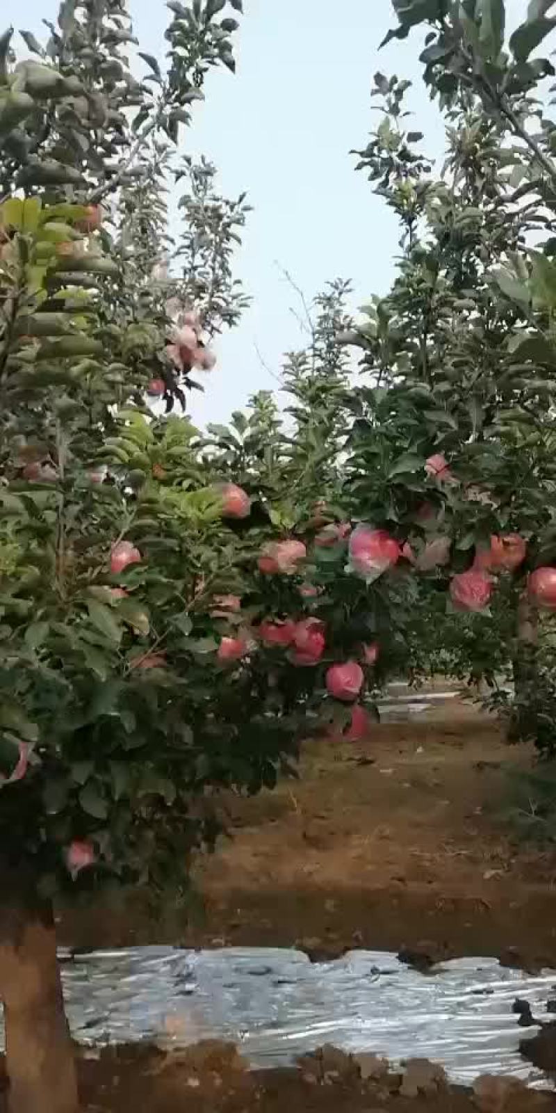 斗南，纸加膜富士