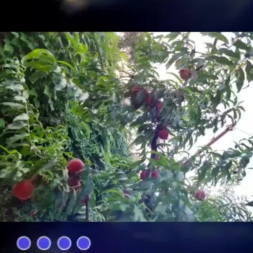 映霜红桃