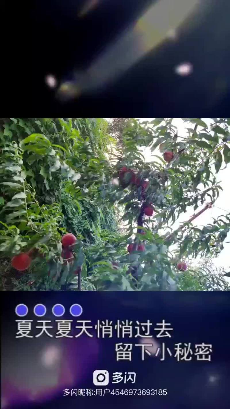 映霜红桃