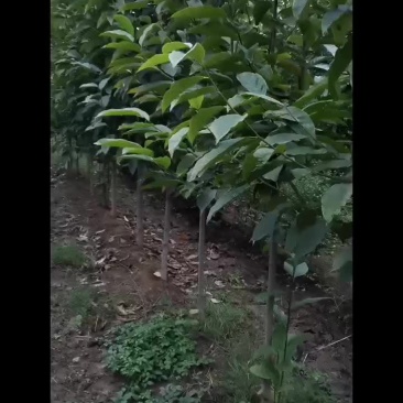 5公分二乔玉兰
