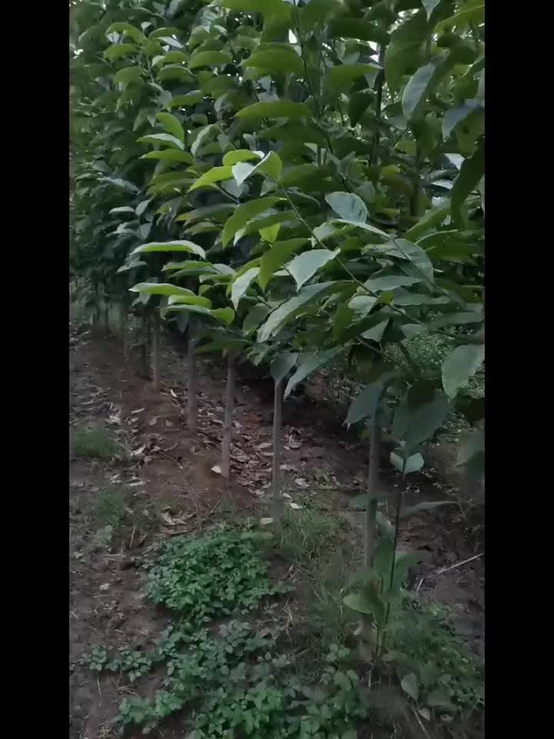 5公分二乔玉兰