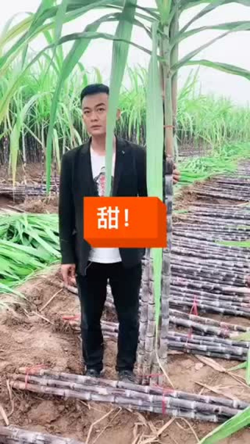 甘蔗