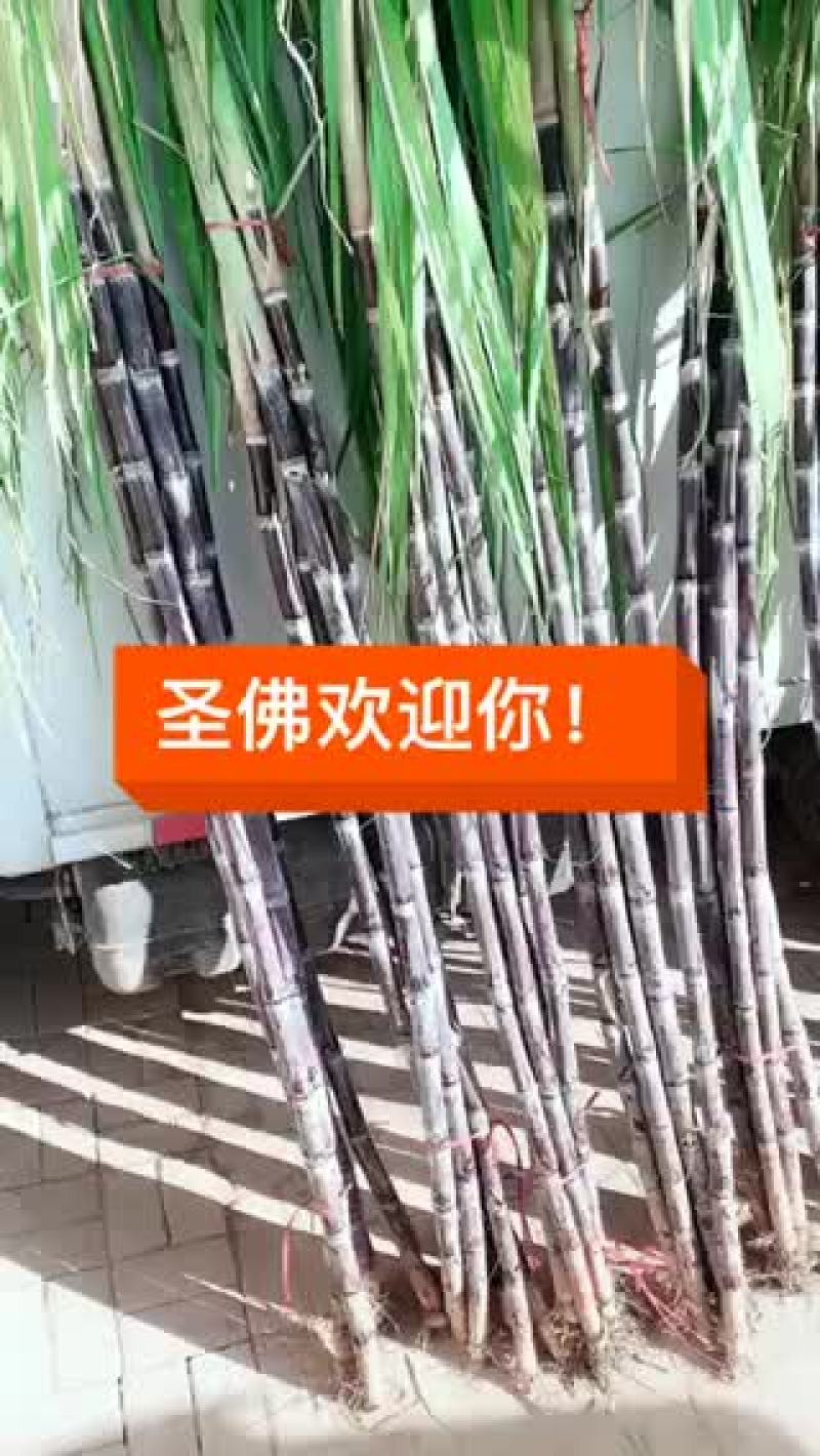 甘蔗