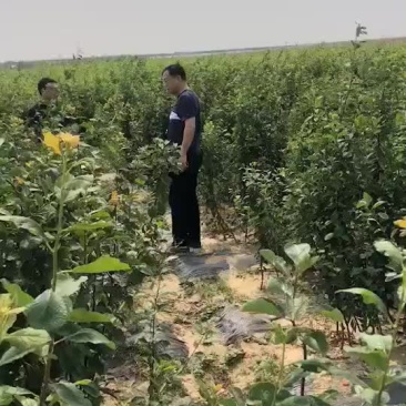 法兰西西梅苗