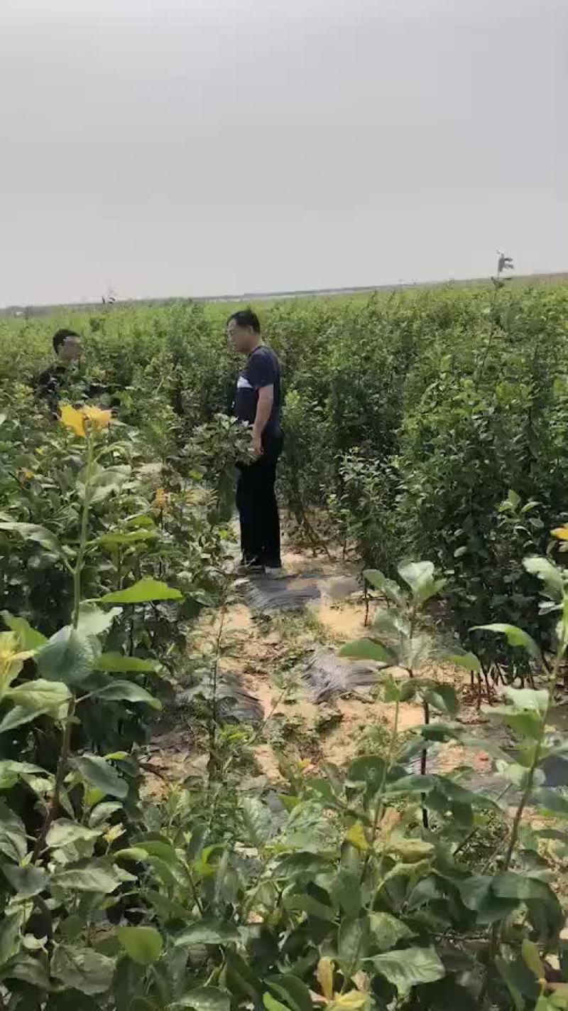 法兰西西梅苗