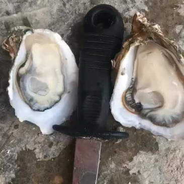 生蚝