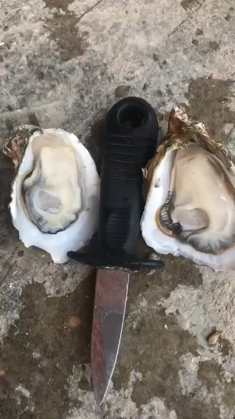 生蚝