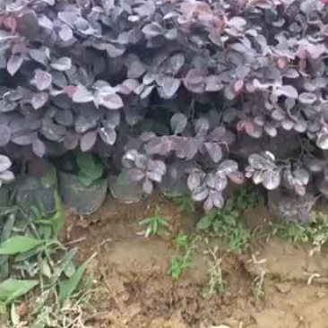 红花继木