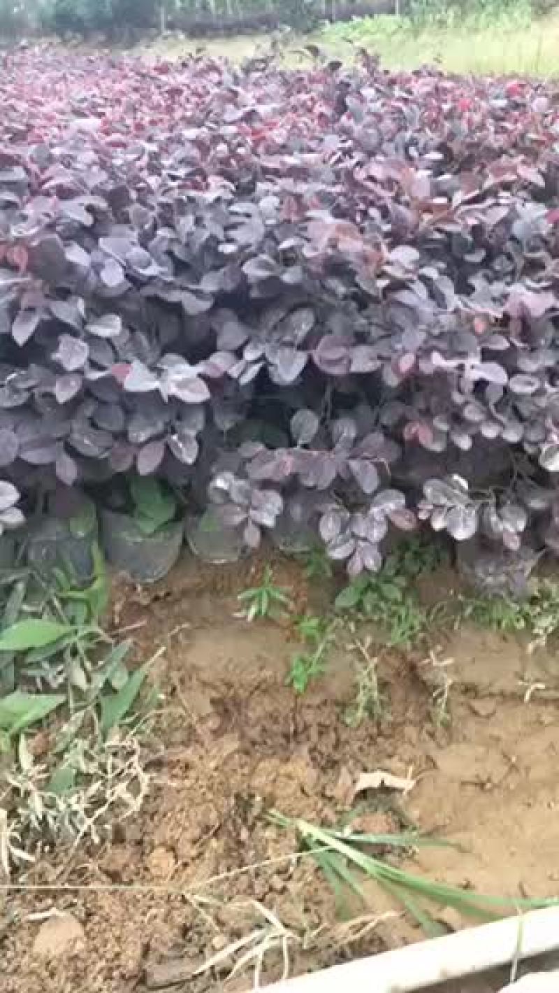 红花继木