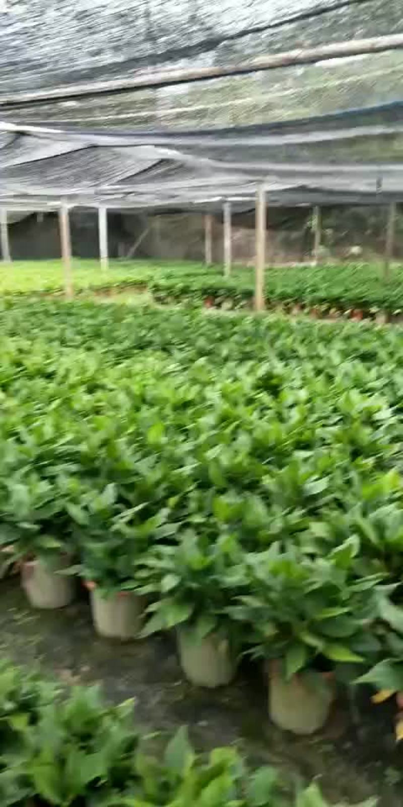 万年青