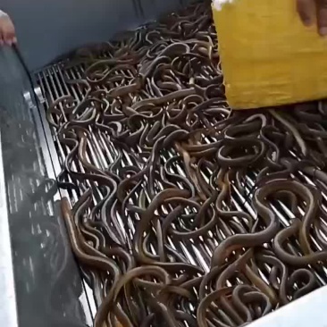 缅甸黄鳝