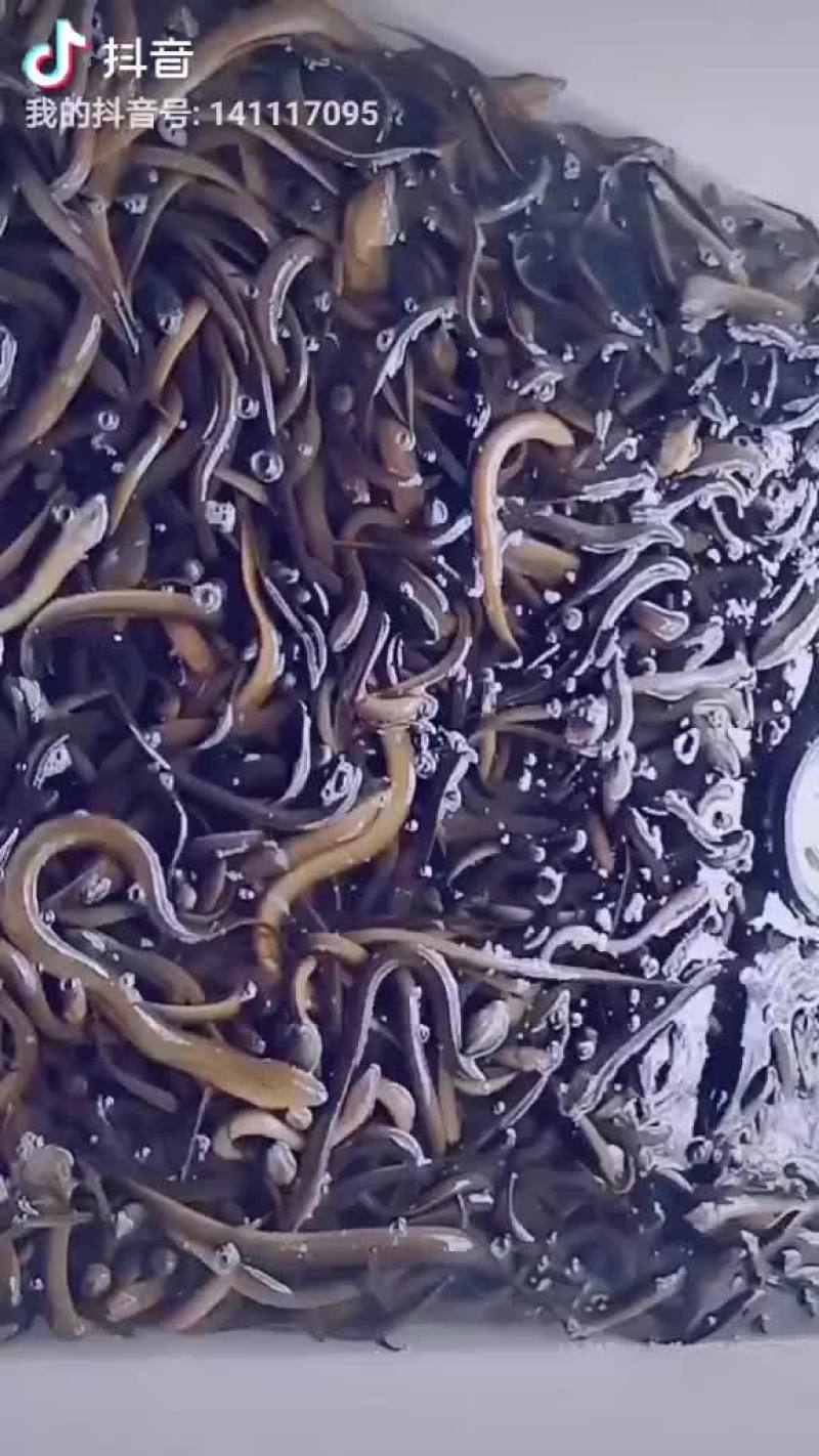 缅甸黄鳝