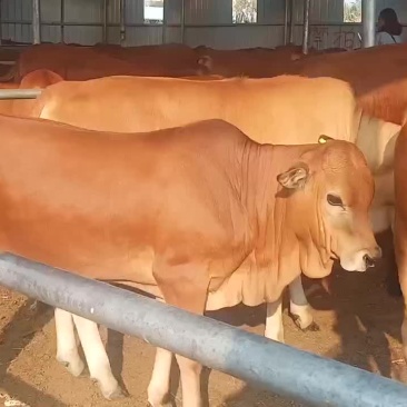黄牛犊小肉牛犊杂交牛苗免费送货买十送一头
