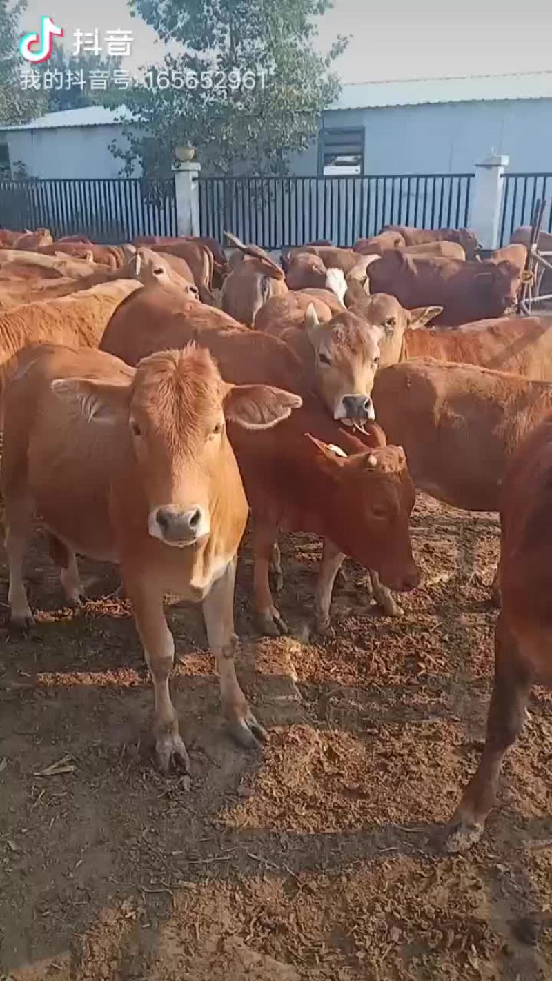 黄牛犊小肉牛犊杂交牛苗免费送货买十送一头