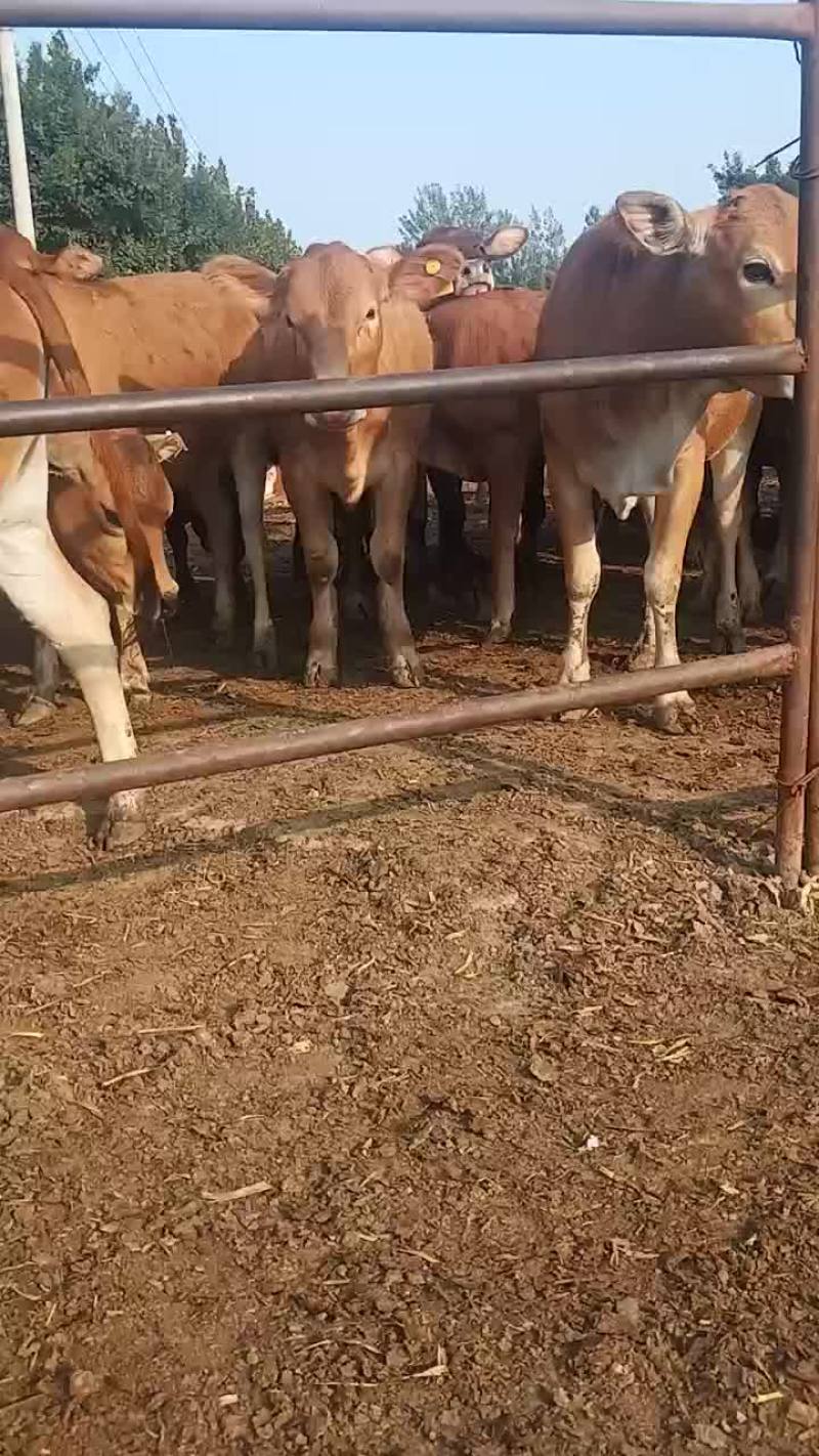 黄牛犊小肉牛犊杂交牛苗免费送货买十送一头