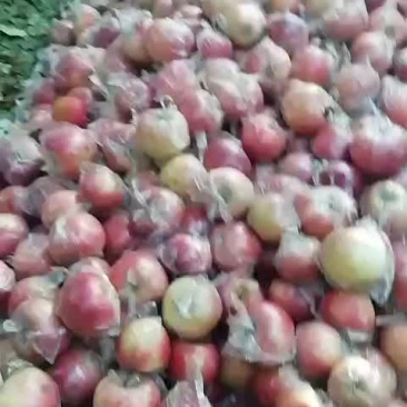 斗南，纸加膜富士