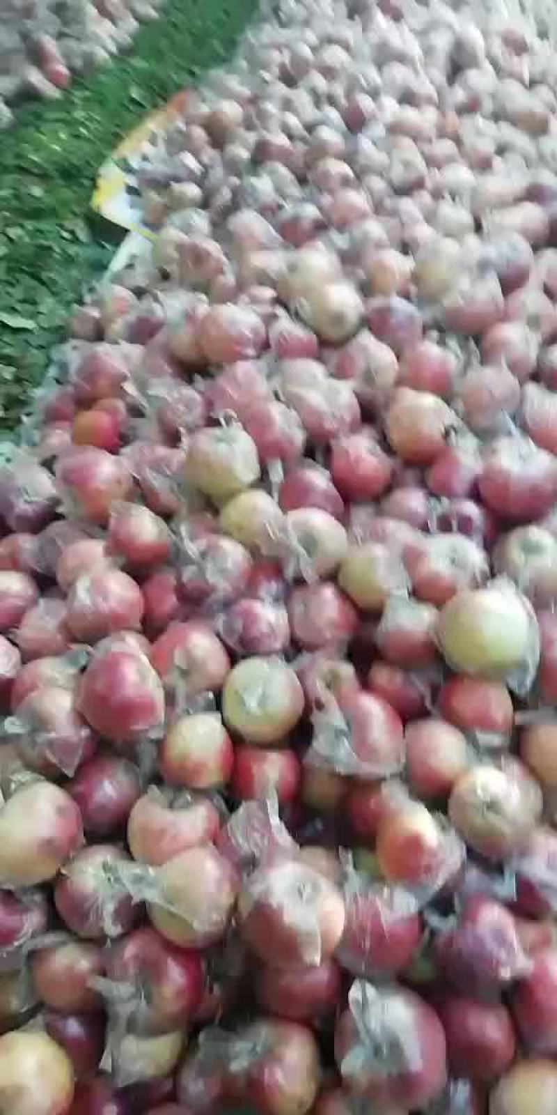 斗南，纸加膜富士