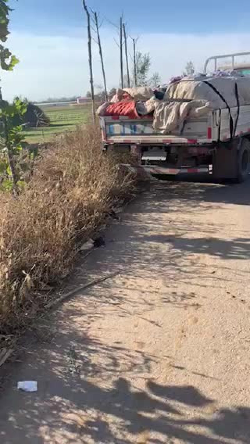 花牛