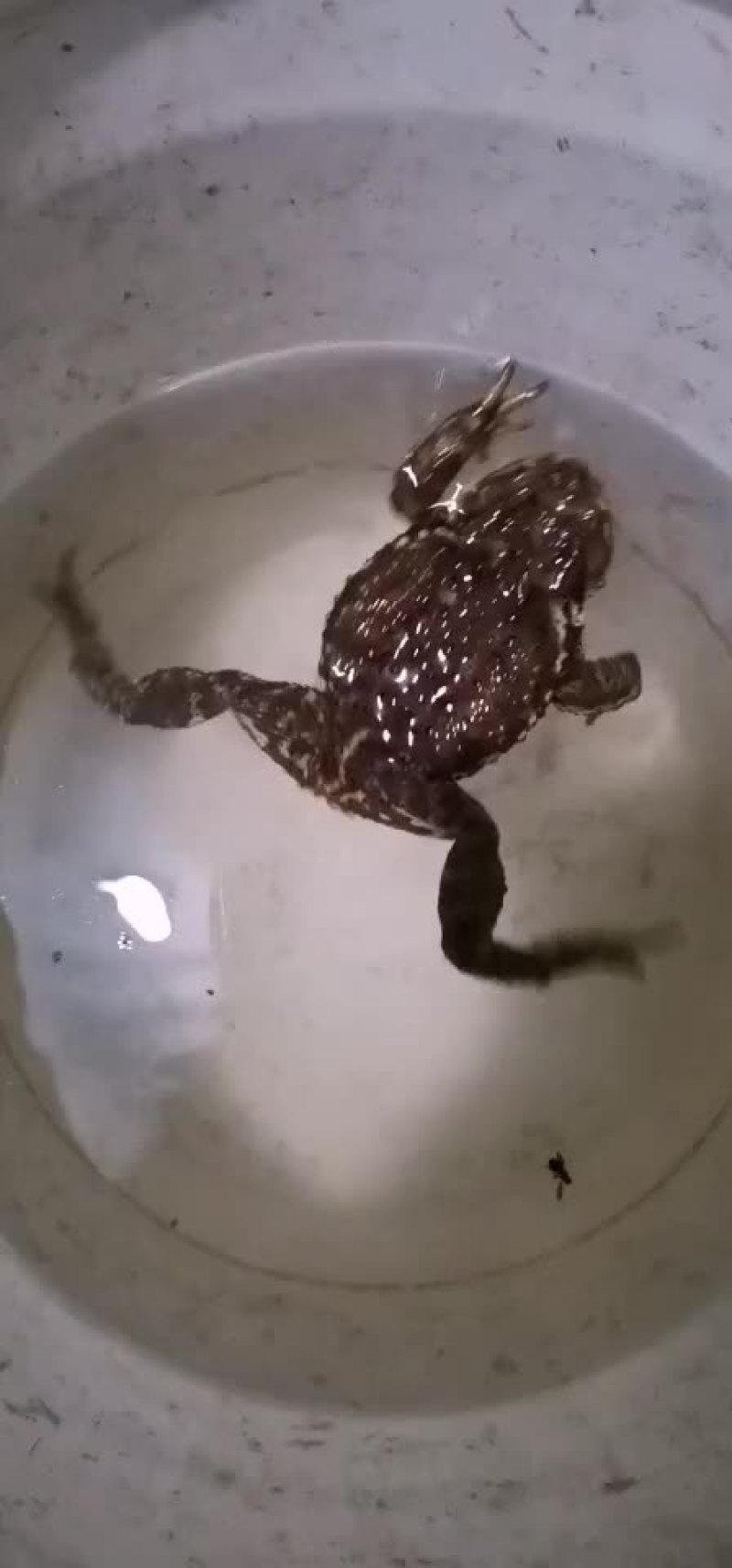 东北蟾蜍