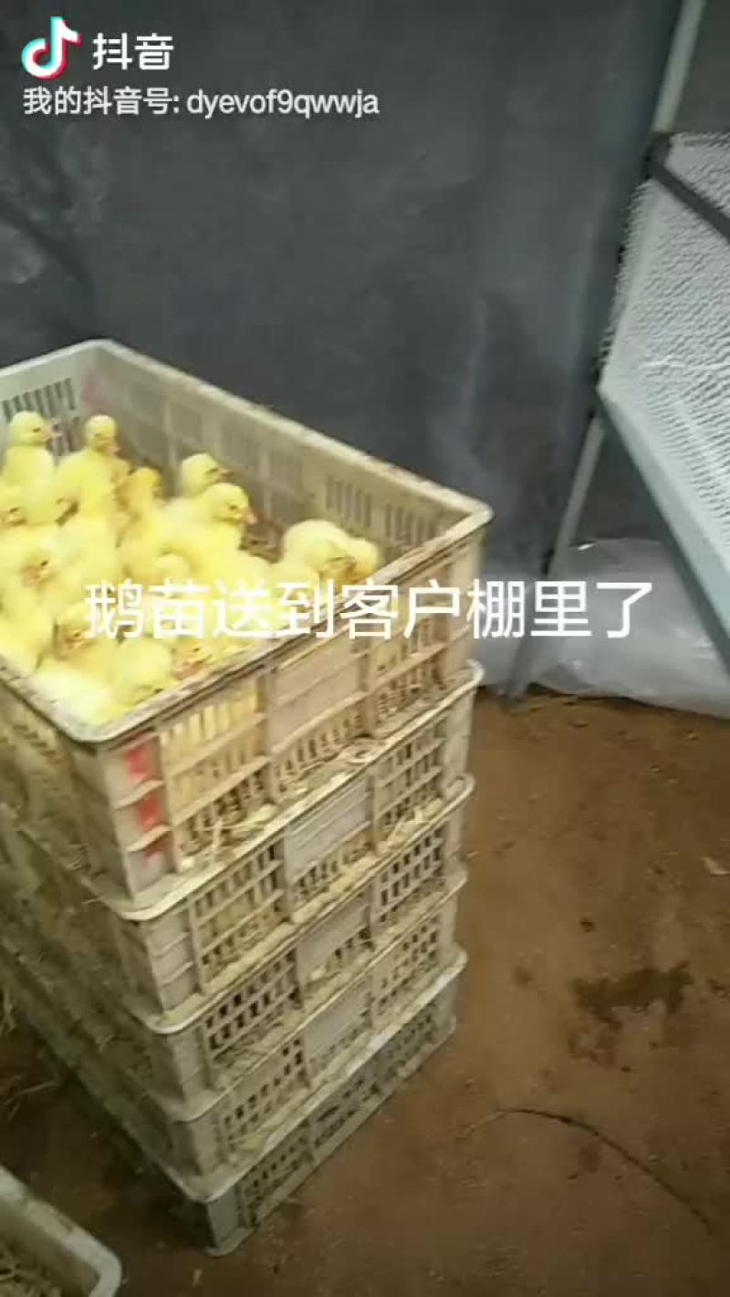 长年出售大三花三花杂泰州杂鹅苗