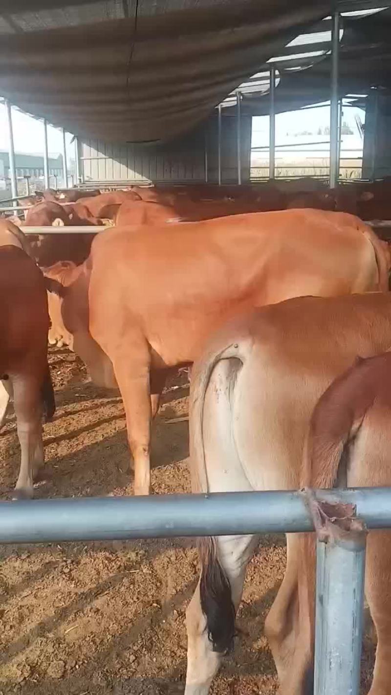 牛犊小牛犊黄牛苗全国免费送货