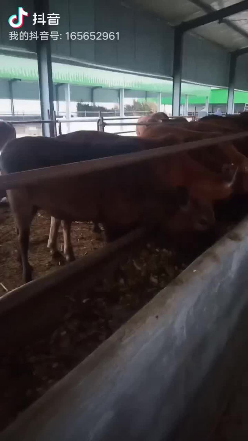 牛犊小牛犊黄牛苗全国免费送货