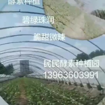 潍县青萝卜