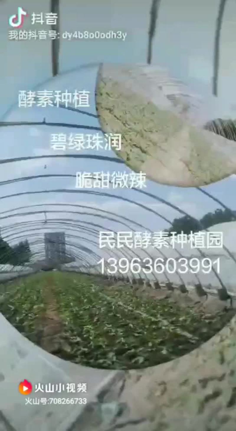 潍县青萝卜
