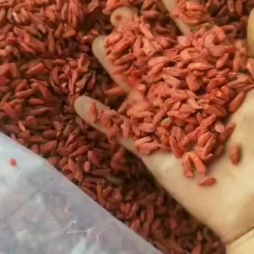枸杞