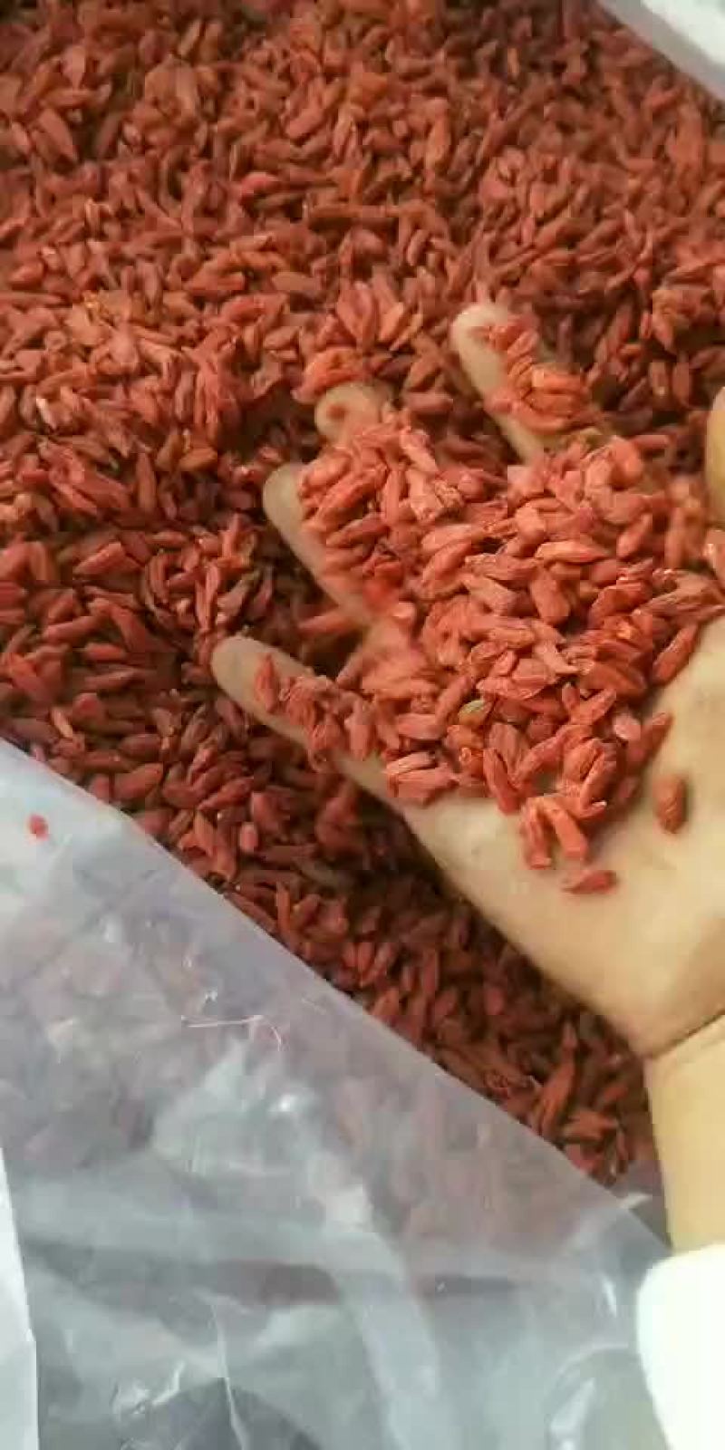 枸杞