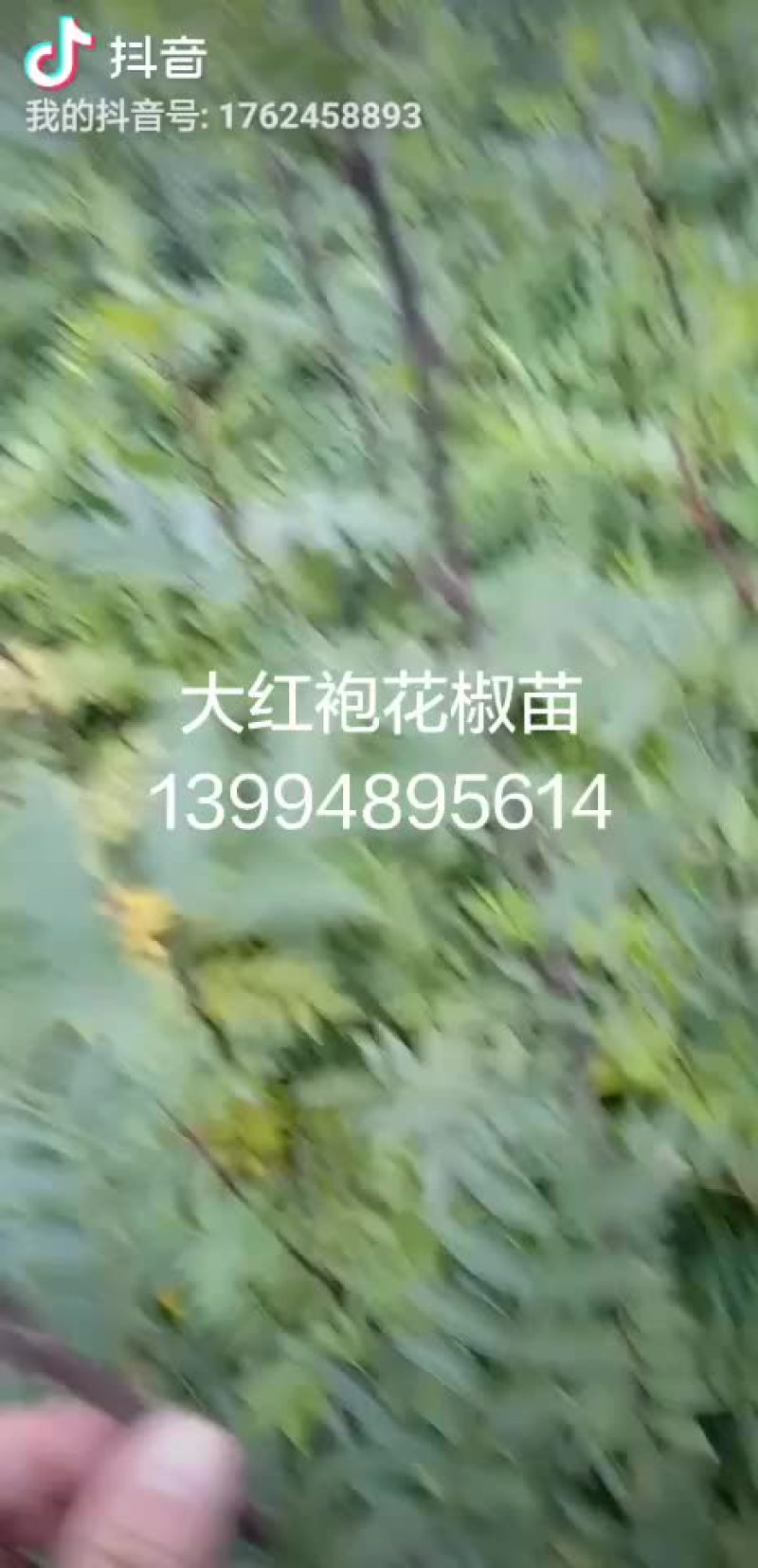 大红袍花椒苗