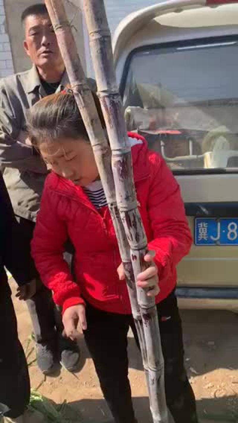 甘蔗