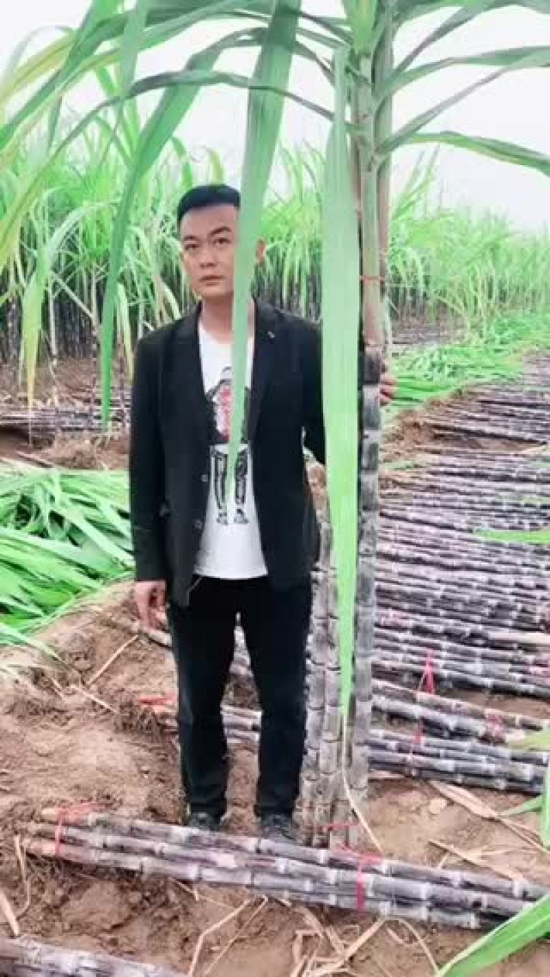 甘蔗