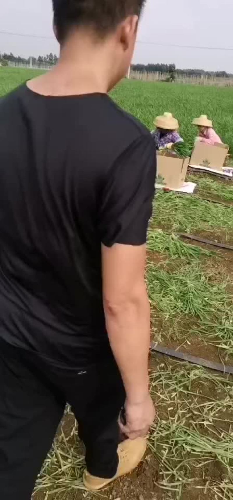 广东韭菜
