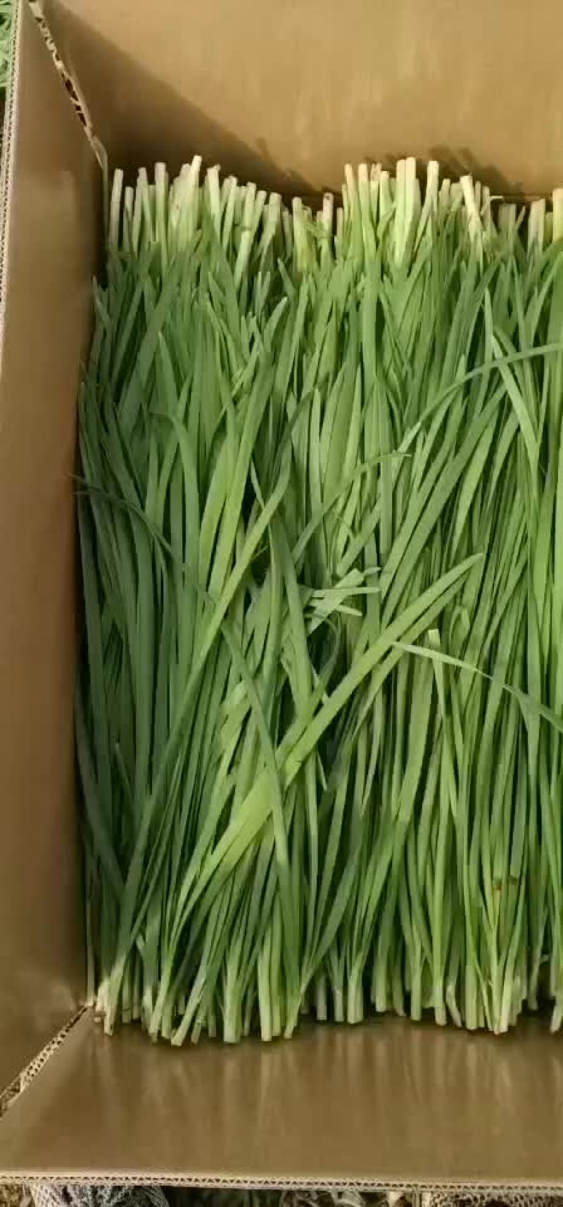 广东韭菜