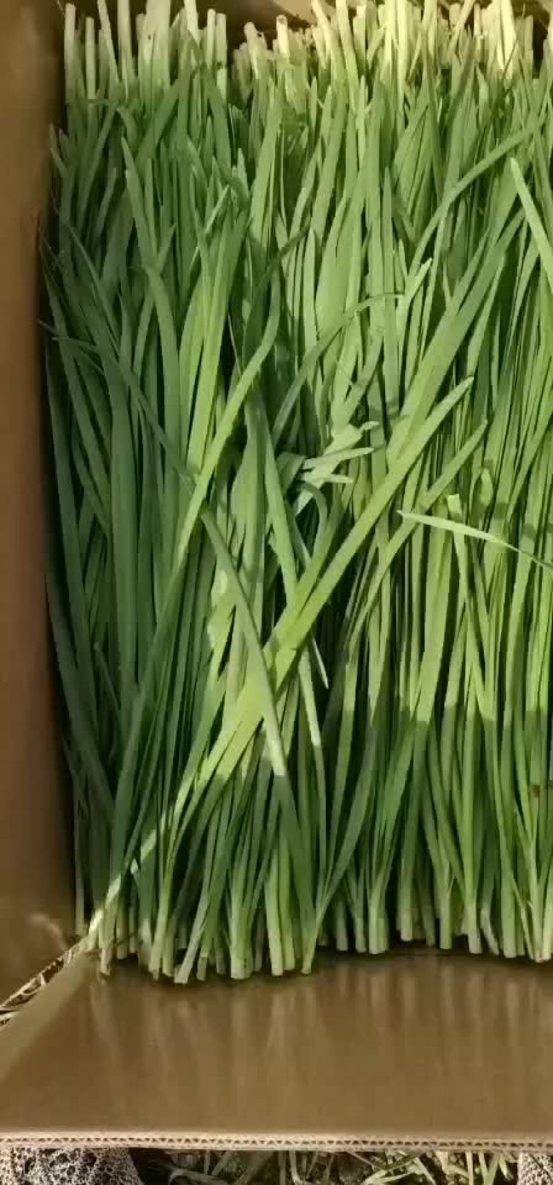 广东韭菜