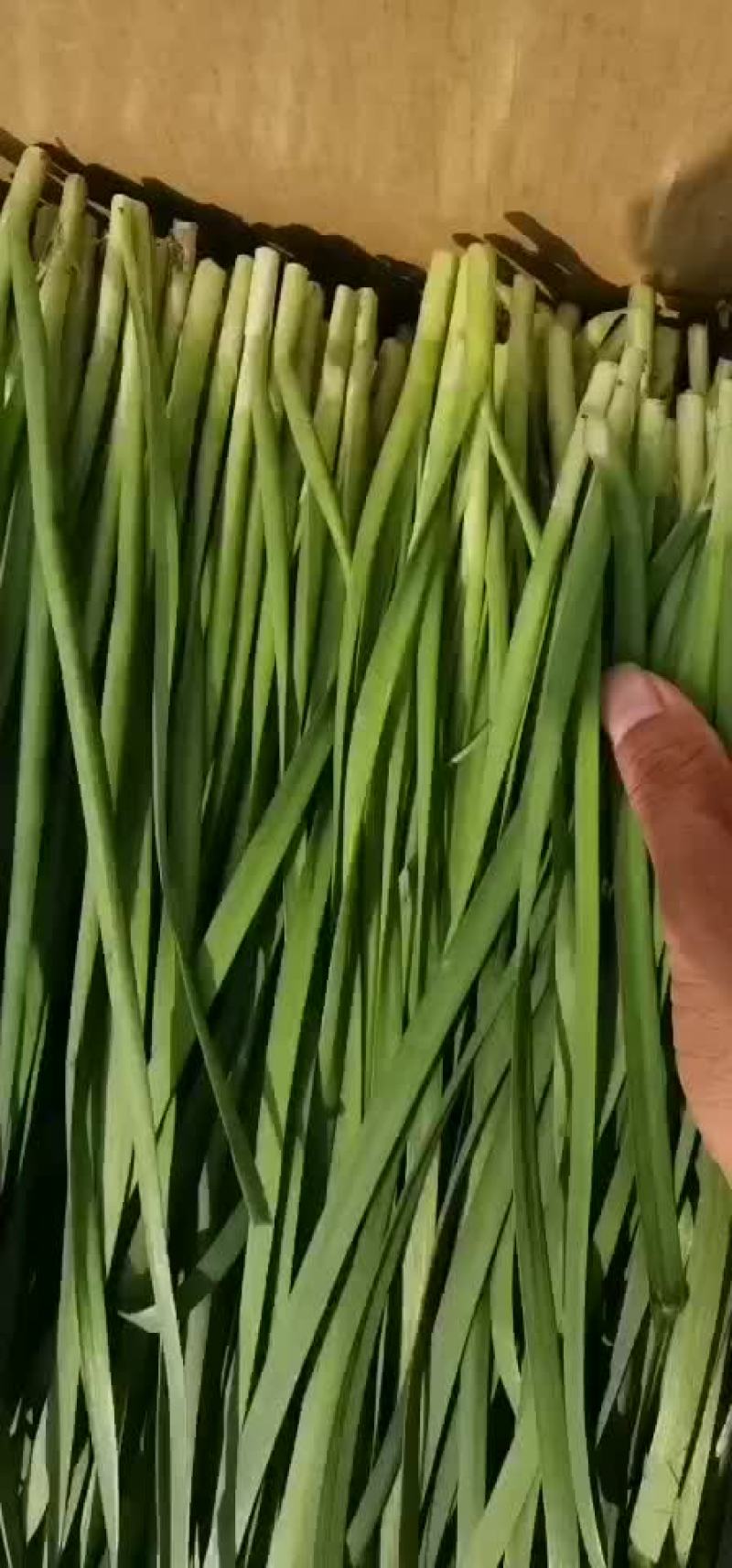 广东韭菜