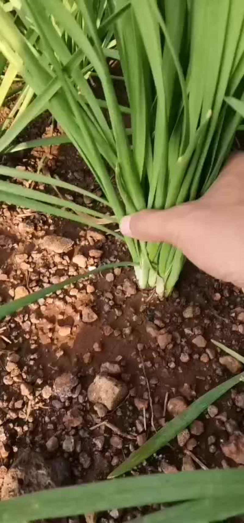 广东韭菜