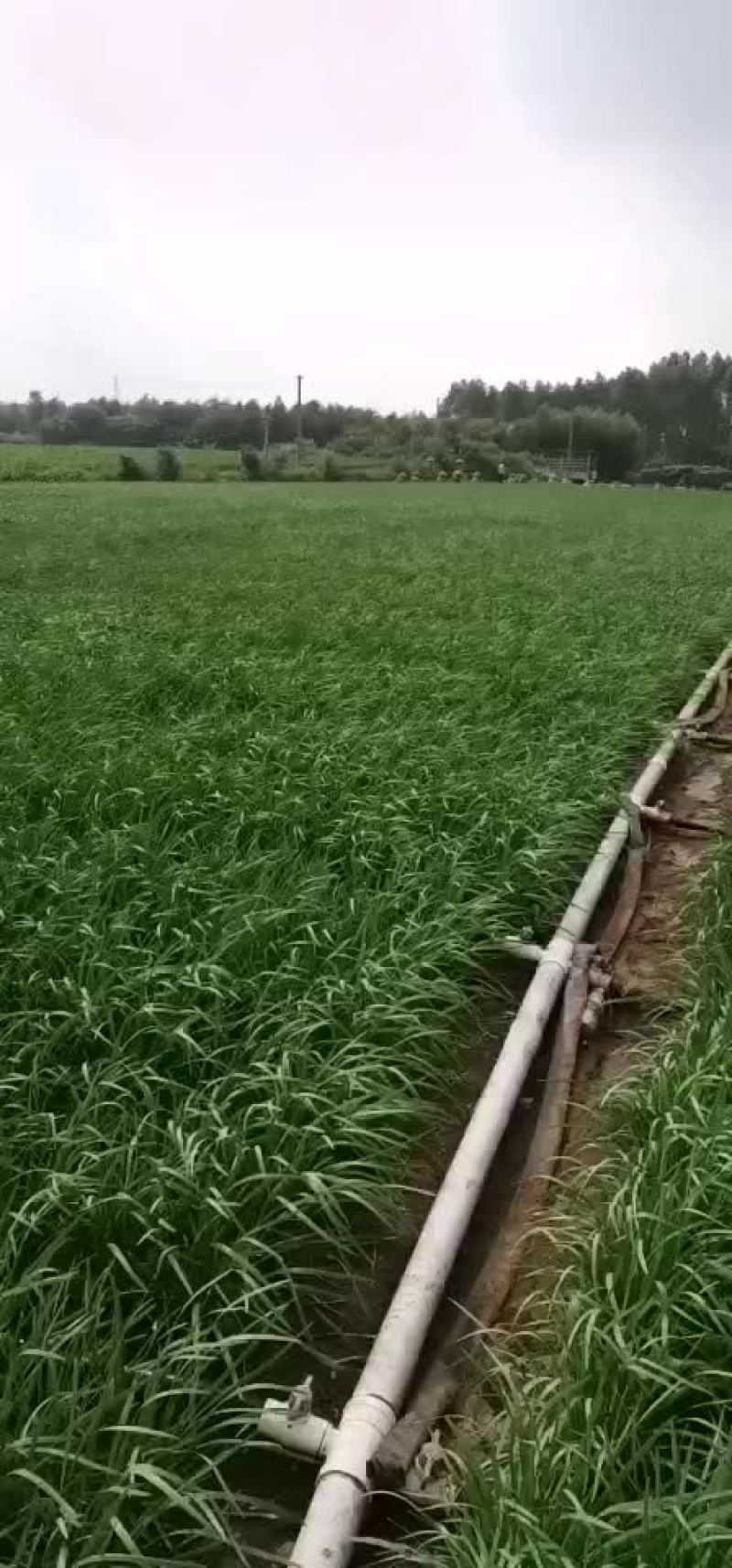 广东韭菜