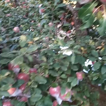 纸加膜富士四两起步