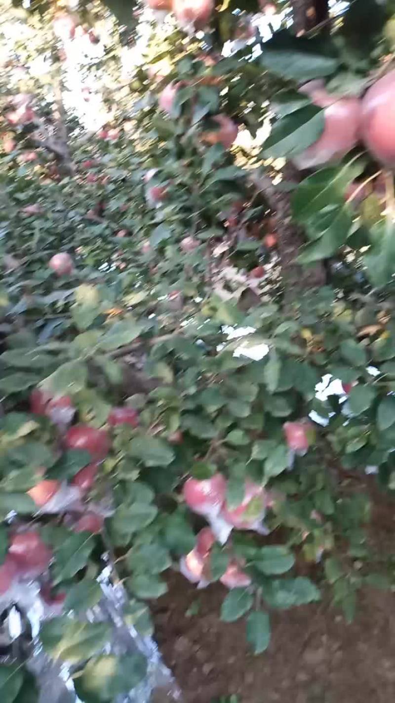 纸加膜富士四两起步
