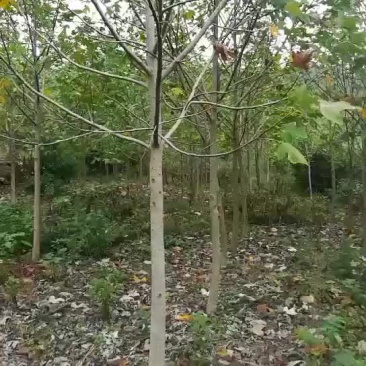 马褂木