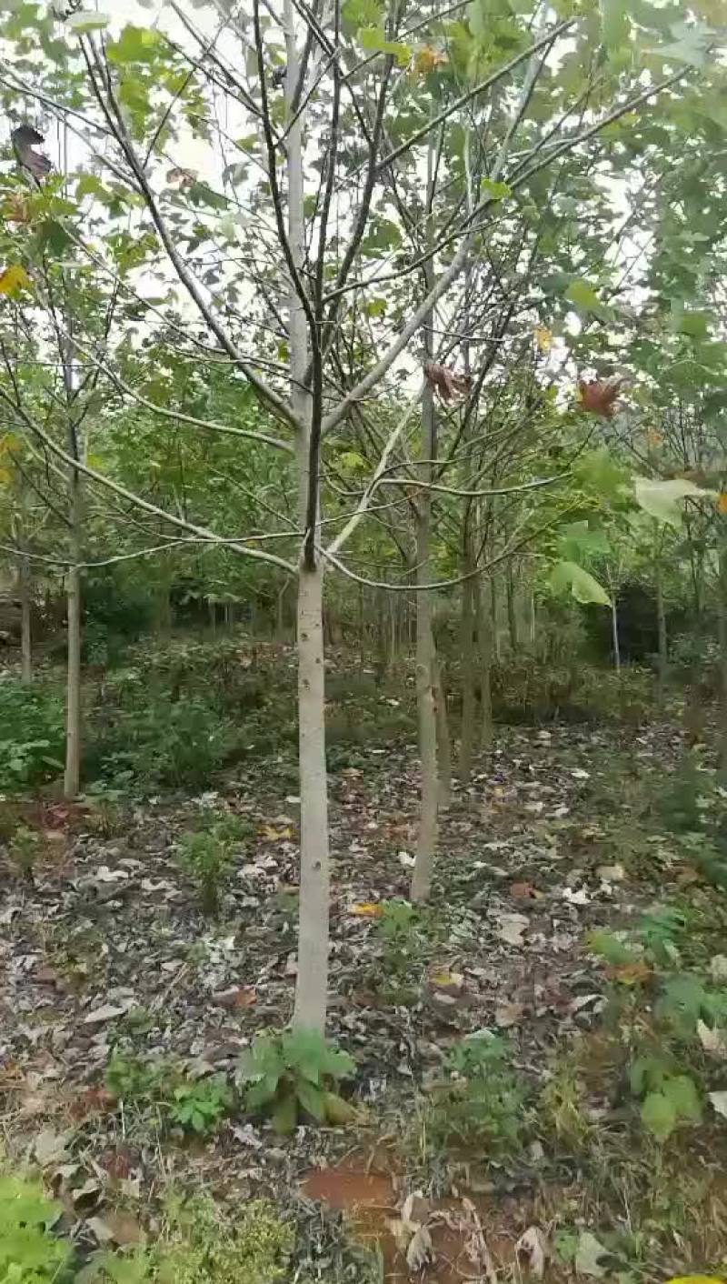 马褂木