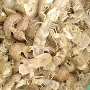 皮皮虾