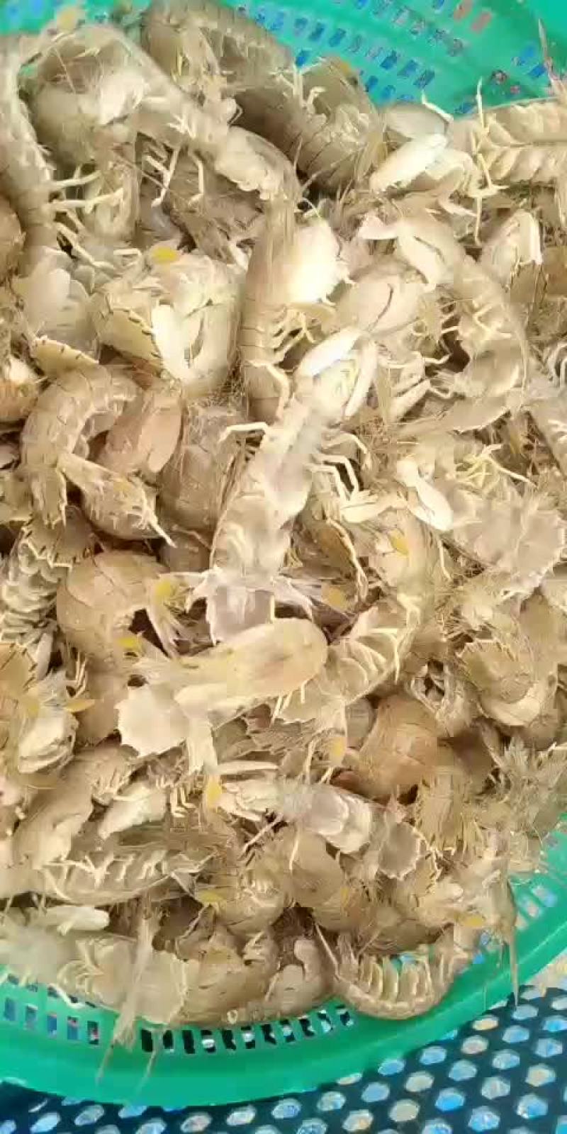 皮皮虾