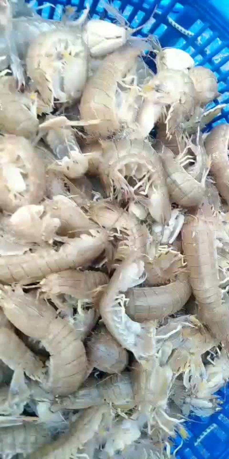 皮皮虾